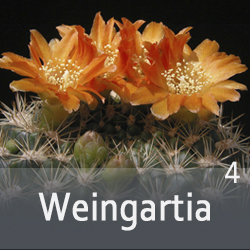 Weingartia cintiensis